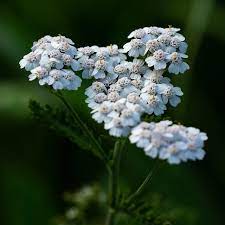 achilée millefeuille ( milllefeuille, herbe au charpentier )